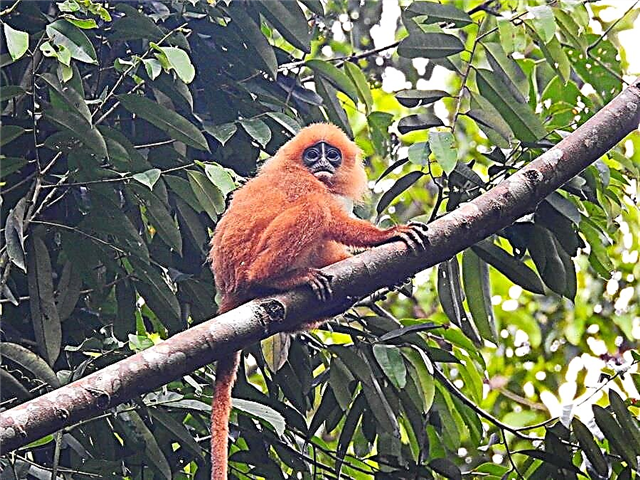 Gibbon Muller frá eyjunni Borneo