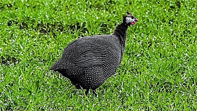 Chicken Guinea Fowl Mga Vertebrates