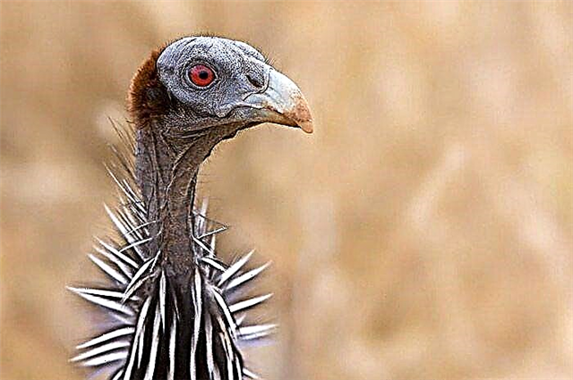 Chicken Guinea Fowl Mga Vertebrates