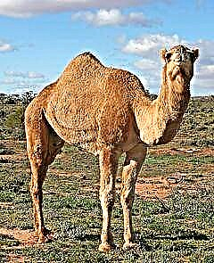 Camel Bactrian nó Bactrian