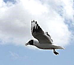 LAKE Gull (Larus ridibundus)