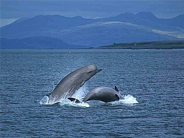 Високото наполнување на тесните грла е кит, а не делфин