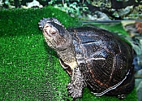 Swamp turtle (lat