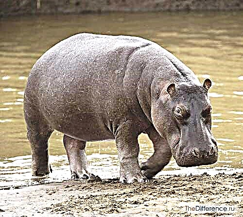 Ferqa di navbera hippo û hippo