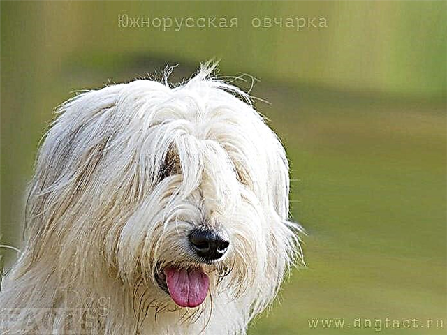 სამხრეთ რუსული მწყემსი ძაღლი