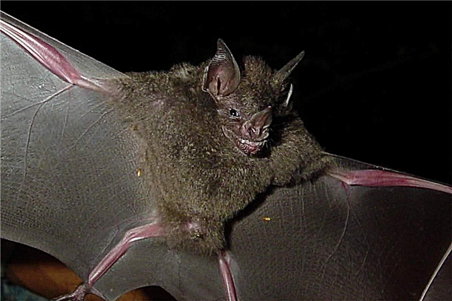 မျက်မှောက်၌ပွဲဝင်သောအရွက် - သေးငယ်တဲ့ Bat