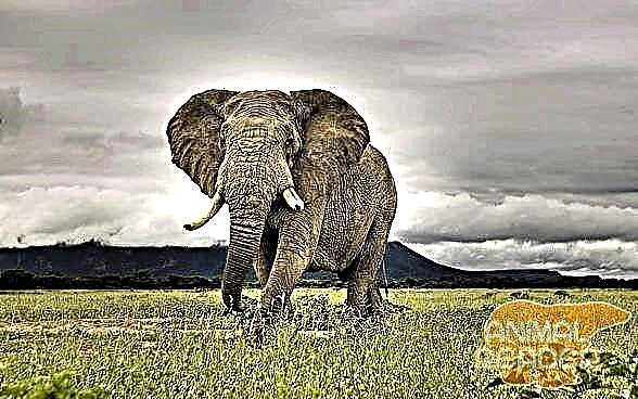Aarde reuse - olifant