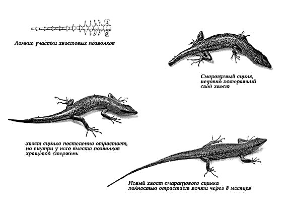 Регенерация у ящериц. Регенерация хвоста у ящерицы. Ящерица теряет хвост. Отрастание хвоста ящерицы. Почему у ящериц отрастает хвост.