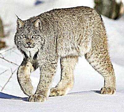 Lynx ទូទៅ