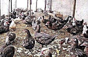 Domestic musky ducks (mute swan): pag-amping ug pag-atiman, pagpanganak ingon usa ka negosyo