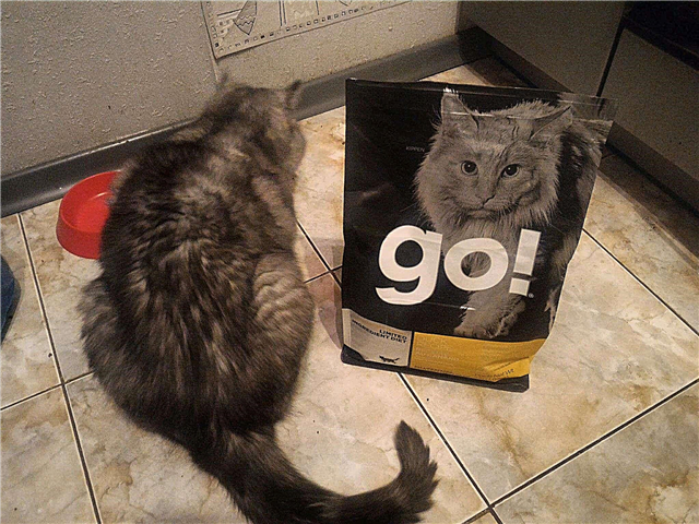 Todo sobre comida de gatos de Go
