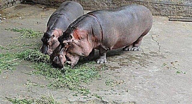 Belua hippopotamus editur