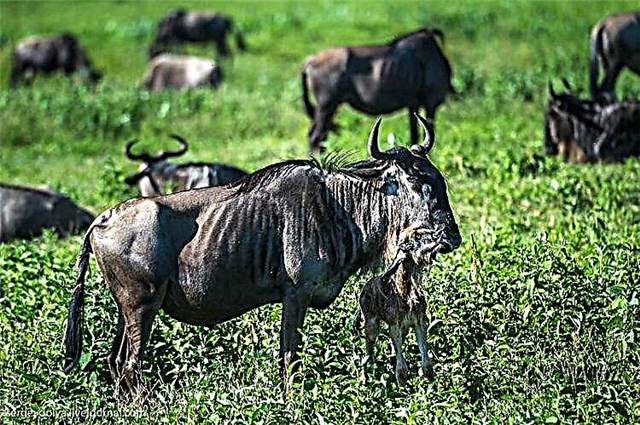 In Somno - Invocatio Mallum Antelope est in patria India