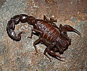Androctonus (Androctonus) - ceann de na scorpions nimhiúla
