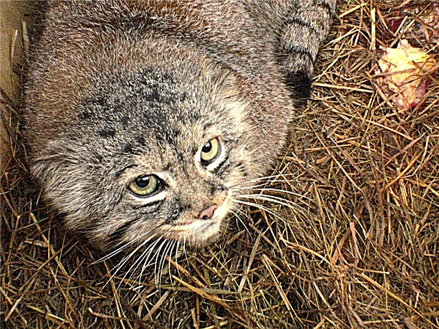 Mamá, cóntame: no zoolóxico de Novosibirsk, o mozo Pallas ensaiou un gato que os alimenta