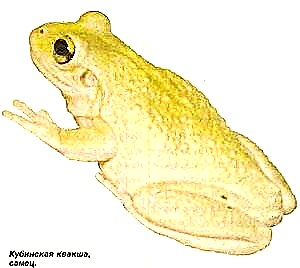 Frog crainn Chúba (Osteopilus septentrionalis)