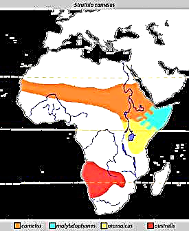 Ostrich Afrikan (Struthio camus)
