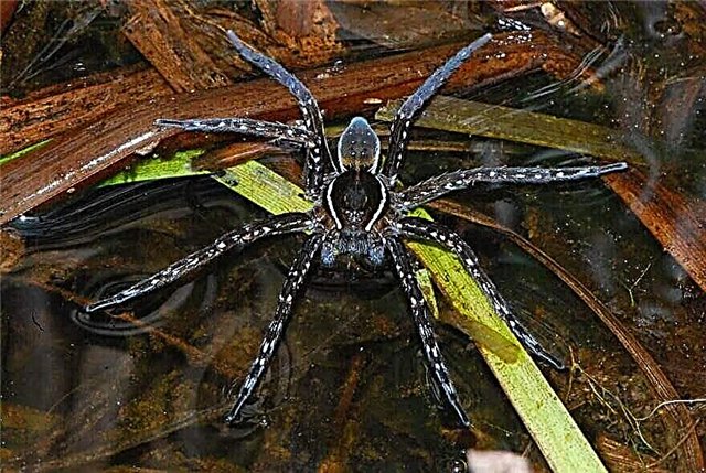 Paano gumawa ng isang spider para sa pangingisda at kung anong mga species ang umiiral
