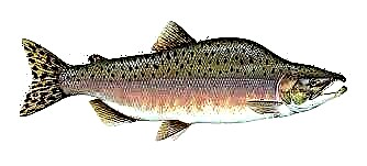 Otu esi edozi salmon pink ngwa ngwa