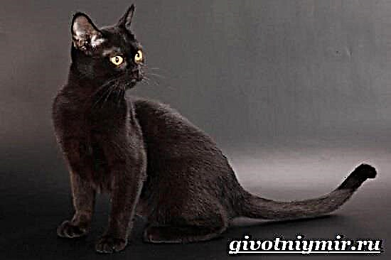 Cat Bombay: tuairisc ar phór, cothú, ábhar, gnéithe cúraim, athbhreithnithe úinéirí