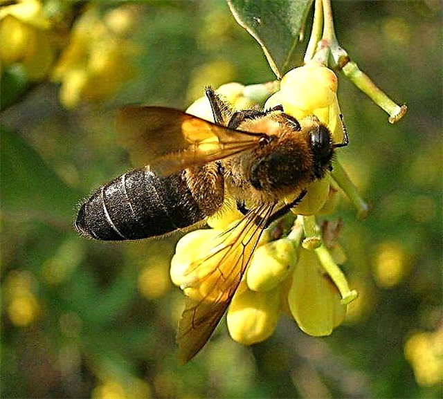 Симптомы и диагностика гнильца у пчел, лечение и профилактика