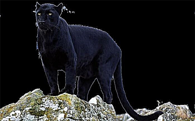 Panther wakuda