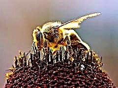 Hirup lebah: naon rusiah hirarki anu ketat?
