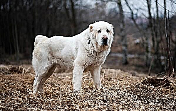Alabay (Central Asia Onye Ọzụzụ Atụrụ Dog)
