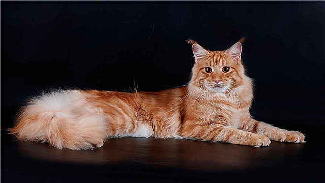 წითელი კატა