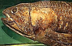 Coelacanth - canlı "fosil"