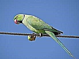 Ҷинси ҳалқаҳо ё гарданбаворҳо (Noble) · parrots