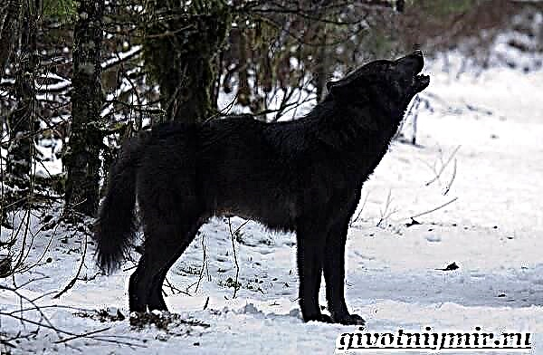 Ris Wolfhund: yon deskripsyon kwaze a nan chen