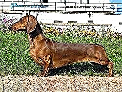 نژادهای سگ های شبیه به dachshund: مشخصات ظاهری و شخصیت ها انواع داچوند چیست؟