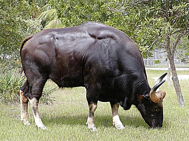 Najveći divlji bik na planeti - gaur