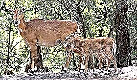 Antilope handia, edo Nilgau