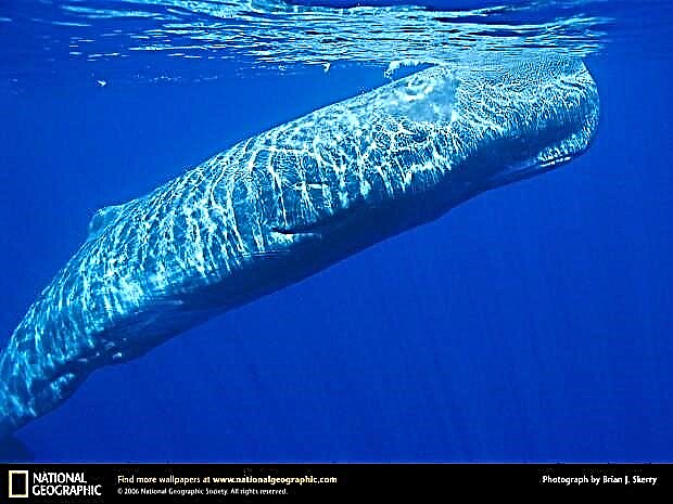 Sperm whale (lat