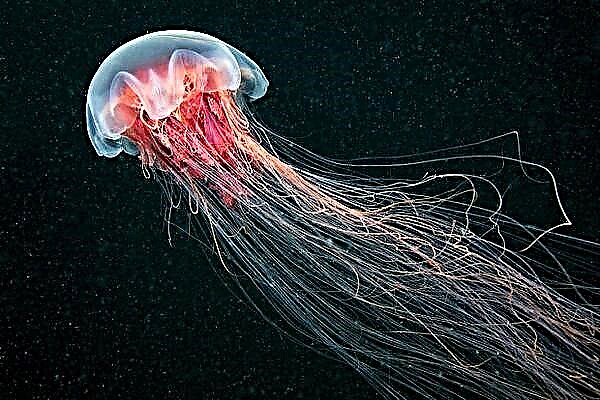 Jellyfish adafika kudera la Saratov