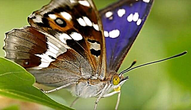 Butterfly migrant - nkọwa, ebe obibi, ụdị