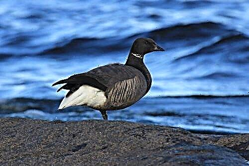 အဆိုပါအမျိုးအ Black က Goose ၏အင်္ဂါရပ်များ