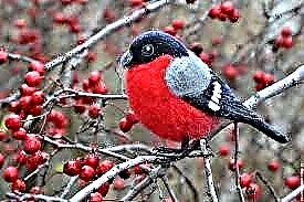 پرندگان زمستانی: گروه ها و گونه ها ، ویژگی های ساختاری و اهمیت آن برای انسان
