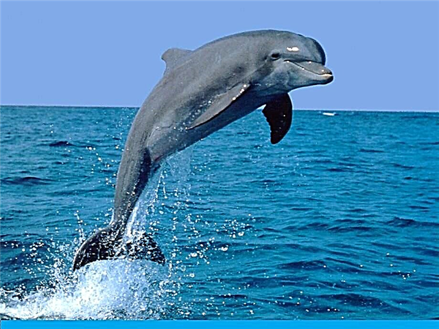 25 interessant Fakten iwwer Delfiner
