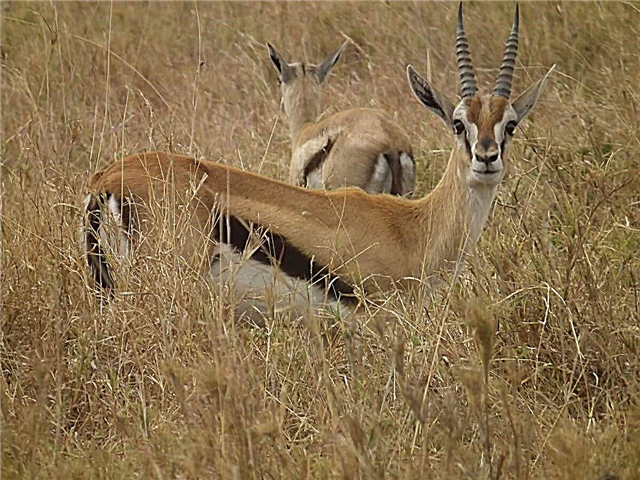 UThompson's Gazelle