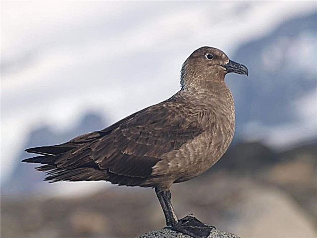 Skua - Antarktička ptica