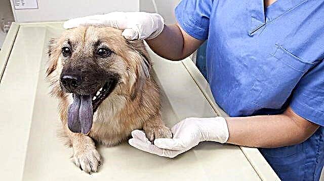 Tratamento da falla renal do can