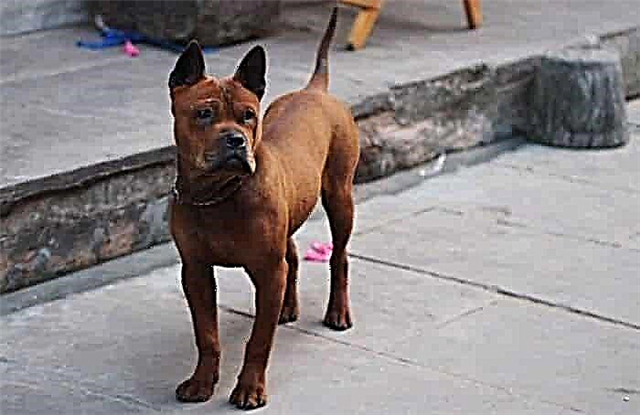 Chongqing Bulldog Txinatarra