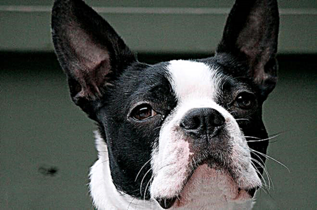 Kiʻi ʻo Boston Terrier