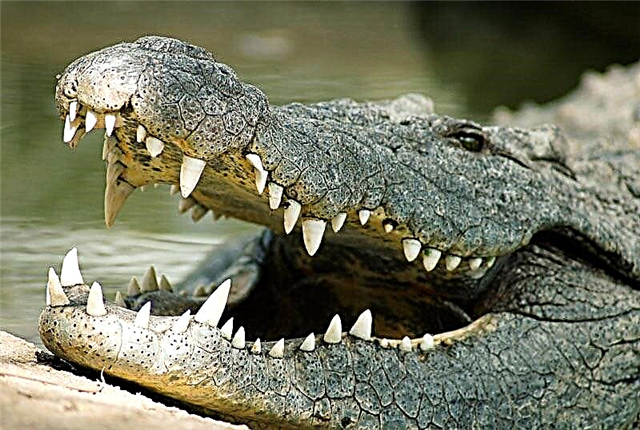 Slanovodni krokodil (lat