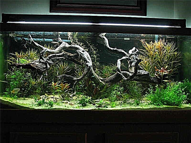 Driftwood in aquarium - interrogationes et responsiones, photos and videos