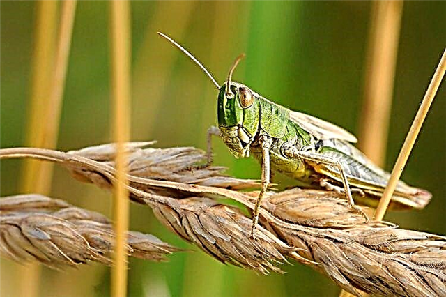 Locust iniseti. Locust ituaiga olaga ma nofoaga