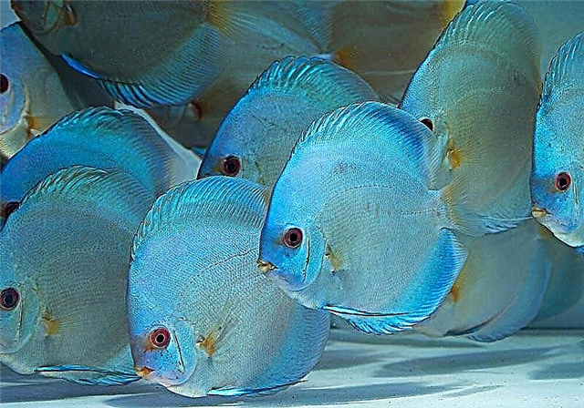 Рыбка Дискус: фото, виды, описание, содержание в аквариуме